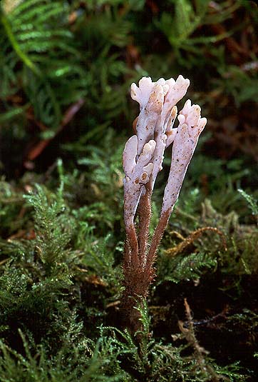 Clavulina castaneopes